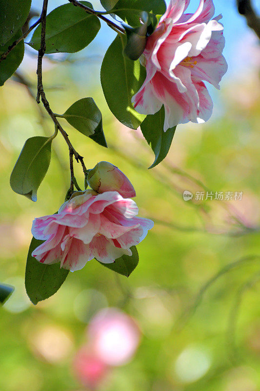 茶花/日本茶花